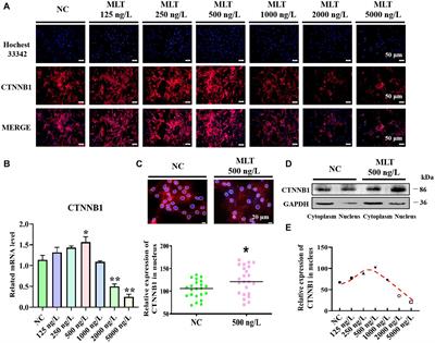 Roles of Melatonin in Goat Hair Follicle Stem Cell Proliferation and Pluripotency Through Regulating the Wnt Signaling Pathway